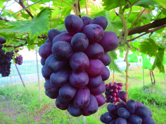 川瀬さんが栽培したブドウ