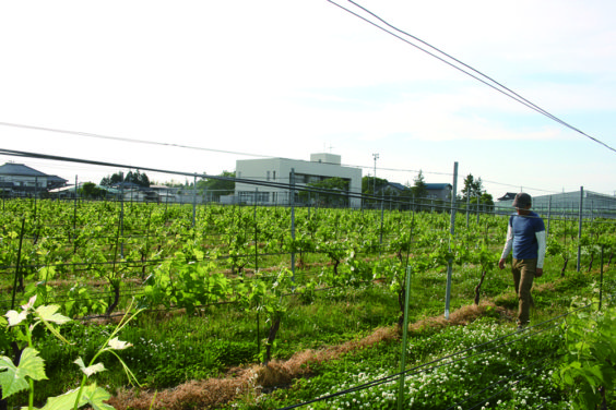 昨年より栽培を開始したワインブドウの圃場