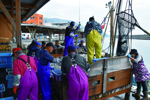 ↑越前漁港では越前ガニを始め、越前カレ イやブリなど様々な魚種が水揚げされる。