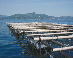 牡蠣の養殖用のいかだは、どれも漁師の手づくり。４～５年で交換しなければならない。いかだの場所は毎年くじ引きで決めるという。