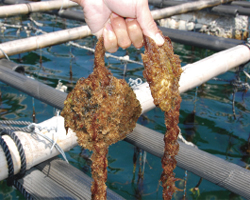 ホタテガイの貝殻には牡蠣が付着している。牡蠣が成長すると花びらのようになるという。
