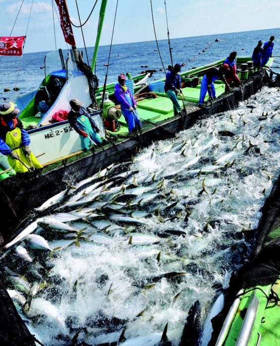 超・大漁のブリがかかった、早田大敷の大型定置網漁の様子。まさに圧巻の迫力だ。