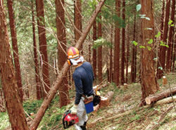 伐採された檜は、ゆっくりと倒れていく。
