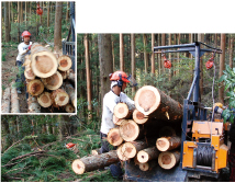 木材は林内作業車で運び出す。曲がった木は市場で買い叩かれるため、最近はバイオマス燃料用として出荷されることが多い。