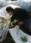 小松菜は小さいほど甘いため、わずか15cm ほどで収穫